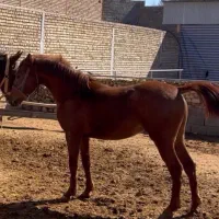 اسب دوسال شیش ماه سر دم گیر