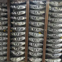 چراغ جلو۲۰۷شرکتی کروز مدرن