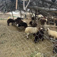 فروش گوسفند نر|حیوانات مزرعه|قزوین, |دیوار