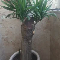 یوکا ۳۸ساله درخت شده
