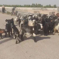 بز بزغاله درجه یک درشت