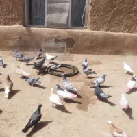 کبوتر جفتگاه و پرش