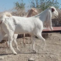 گوسفند|حیوانات مزرعه|زابل, |دیوار