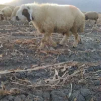 گوسفند قوچ جوان