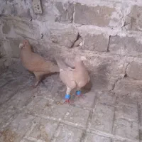 قهره زرد ابلغ سار هفت رنگ