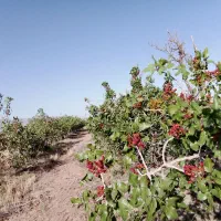 خونه و زمین و باغ پسته تربت حیدریه روستای سرکاریز