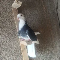 کبوتر شازده