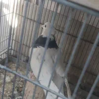 طوقی نر|پرنده|شاهین‌شهر, گزبرخوار|دیوار