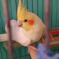 عروس هلندی کارداده