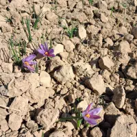 زعفران سرگل ممتاز|خوردنی و آشامیدنی|سرایان, |دیوار