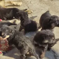 واگذاری توله ژرمن|سگ|رباطکریم, رباطکریم|دیوار