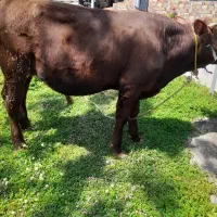 گاونر سیمنتال هشت ماهه اصل