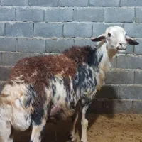 قوچ پلنگی درجه یک