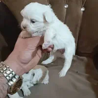 توله مالتیز|سگ|ماهدشت, |دیوار