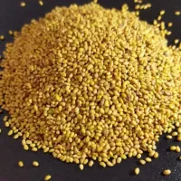 بزر یونجه درج یک نیک شهر