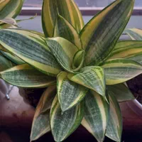 گل سانسوریا|گل و گیاه طبیعی|رشت, توشیبا|دیوار