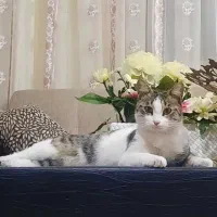 گربه گم شده