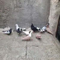 کبوتر