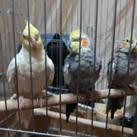 نرو ماده همراه جوجه