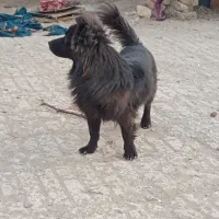 یک جفت سگ پاکوتاه پامر اشپیتز ژاپنی سیاه یک ساله و|سگ|بمپور, |دیوار