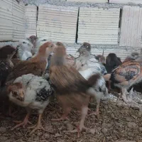 جوجه محلی گلپایگانی