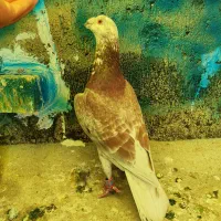 کفتر پرندع