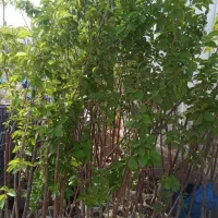 نهال فروشی علی همراهی|خدمات باغبانی و درختکاری|اراک, |دیوار