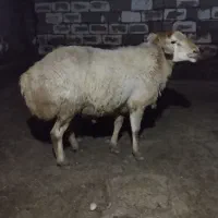 قوچ