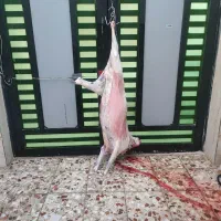 ذبح سلاخ سلاخی قصاب قربانی گوسفند۵۰۰تومن
