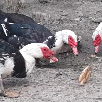 معاوضه اردک با غاز و مرغ زینتی