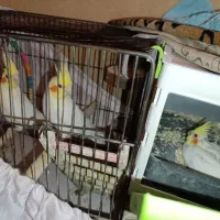 عروس هلندی لوتینو|پرنده|پاکدشت, شهرک امام رضا|دیوار