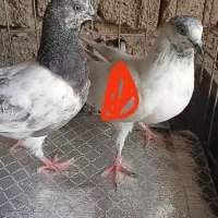 کبوتر پرشی گم شده|پرنده|بندر گناوه, |دیوار
