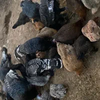 بوقلمون نر و ماده سرحال