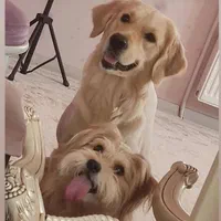 سگهامون گمشده ، یابنده دریافت مژده گانی