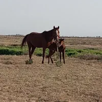 اسب