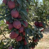 نهالستان تولیدکننده ارقام صنوبر و میوه|خدمات باغبانی و درختکاری|اهر, |دیوار