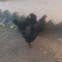 مرغ پاکوتا