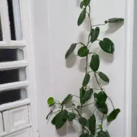 گل‌‌‌‌‌.