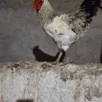 خروس|حیوانات مزرعه|فاروج, |دیوار