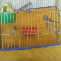 فنچ