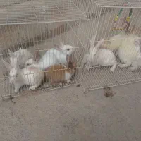 بچه خرگوش