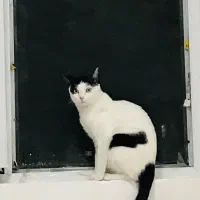 گربه جهت واگذاری