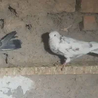 کفتر|پرنده|شاهرود, |دیوار