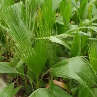 گل وگیاه|گل و گیاه طبیعی|آمل, |دیوار