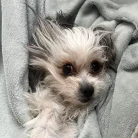 گمشده|حیوانات|تهران, ستارخان|دیوار