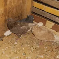 کفتر طوقی دم سفید بلژیکی.بادکنکی شازده. سرخ آبادان|پرنده|باقرشهر, |دیوار