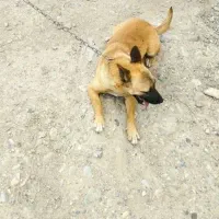 سگ پا کوتاه نر