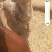 کود گوسفندی