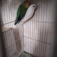 کوتوله مولدباجوجه .گریچیک مولدآماده