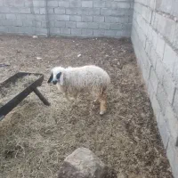 بره|حیوانات مزرعه|بلوک, |دیوار